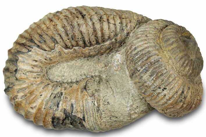Fossil Heteromorph (Nostoceras) Ammonite - Madagascar #314941